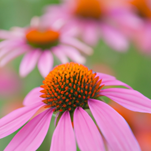 How to Choose the Right Echinacea Gummy for You