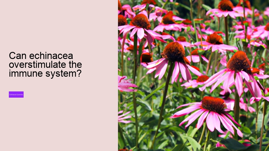 Can echinacea overstimulate the immune system?