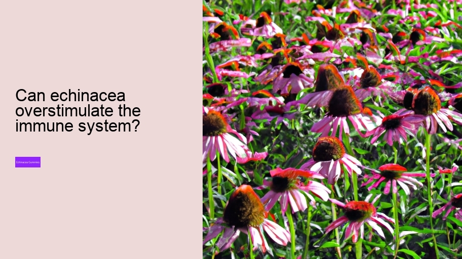 Can echinacea overstimulate the immune system?