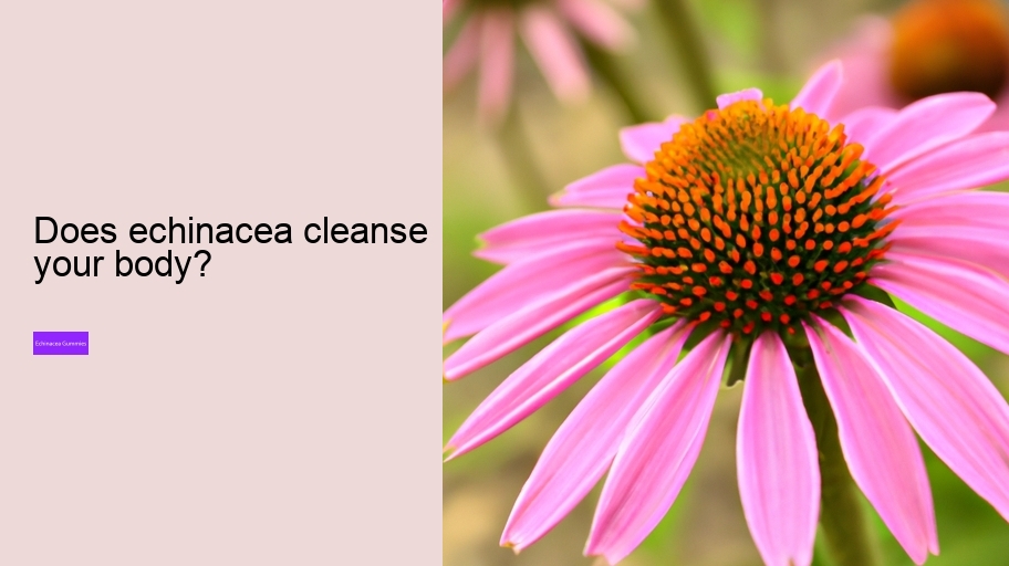 Does echinacea cleanse your body?