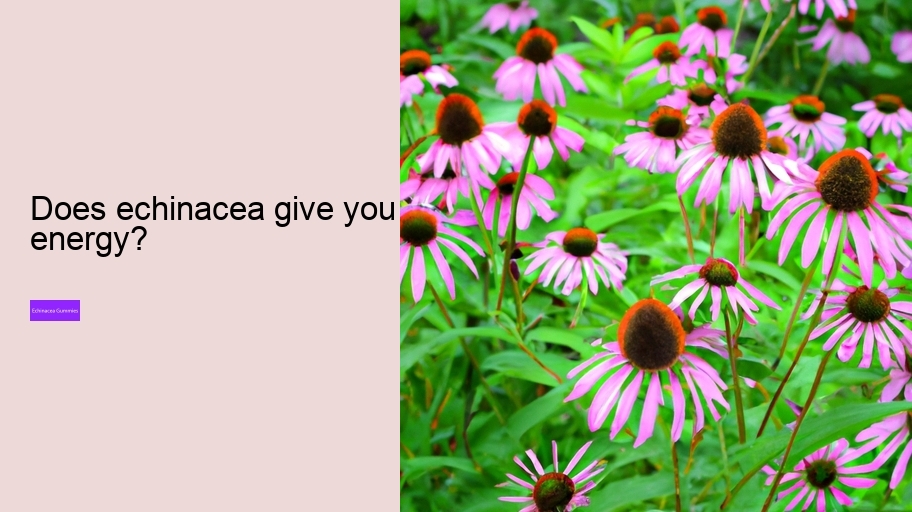 Does echinacea give you energy?