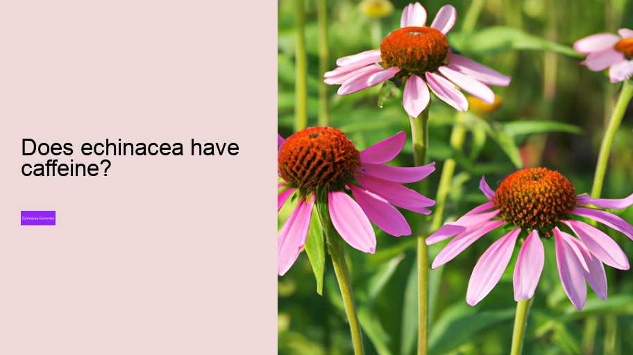 Does echinacea have caffeine?
