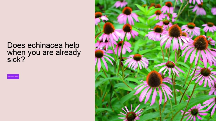 Does echinacea help when you are already sick?