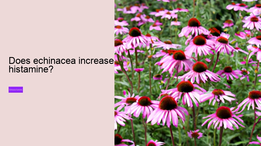 Does echinacea increase histamine?