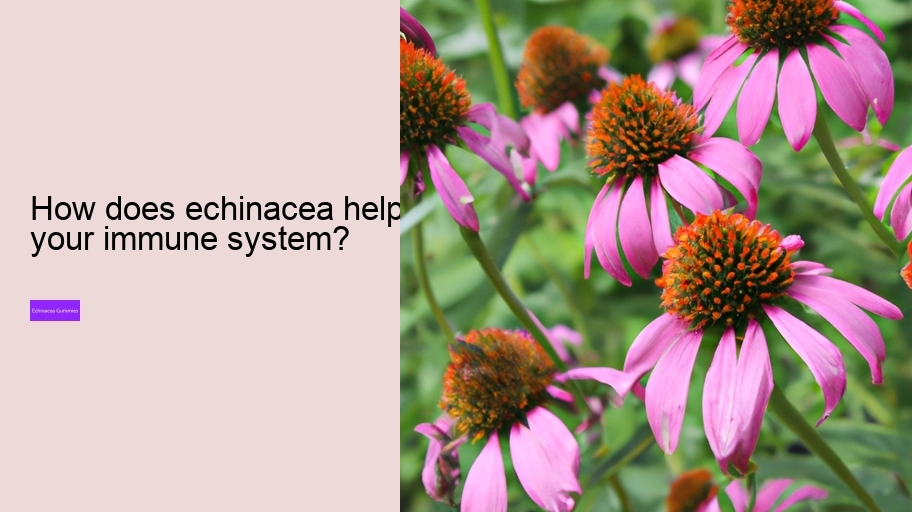 How does echinacea help your immune system?