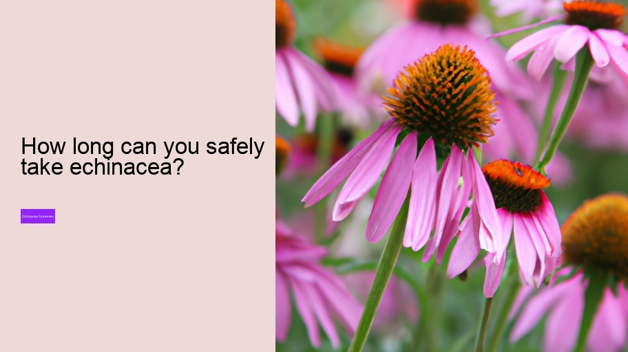How long can you safely take echinacea?