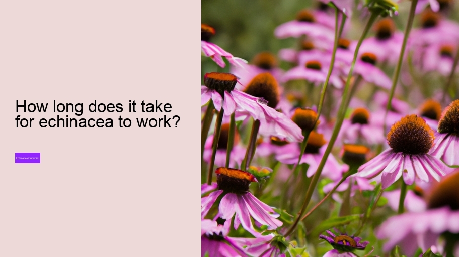 How long does it take for echinacea to work?