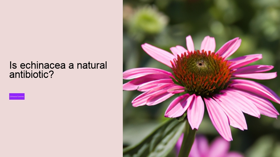 Is echinacea a natural antibiotic?