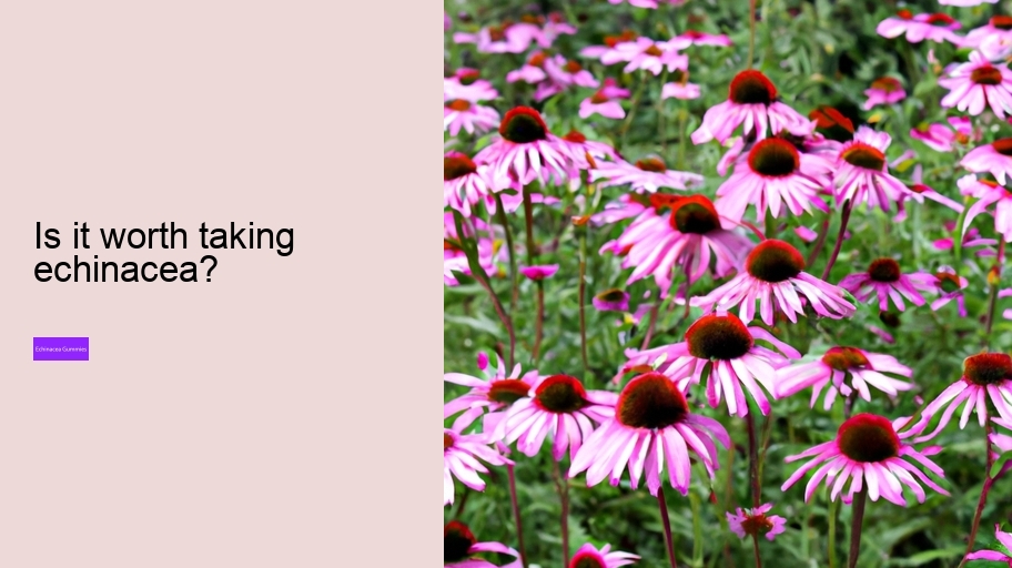 Is it worth taking echinacea?