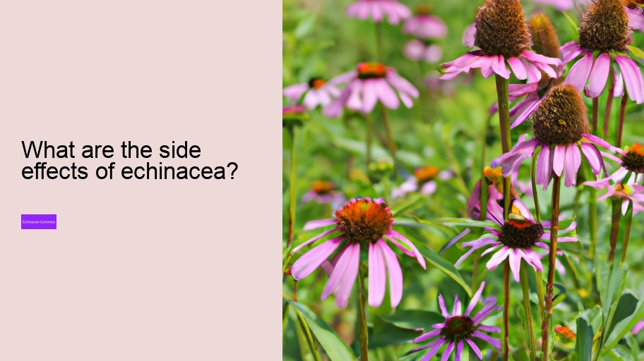 What are the side effects of echinacea?