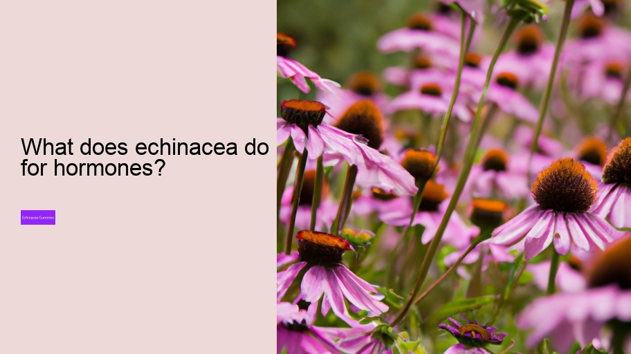 What does echinacea do for hormones?