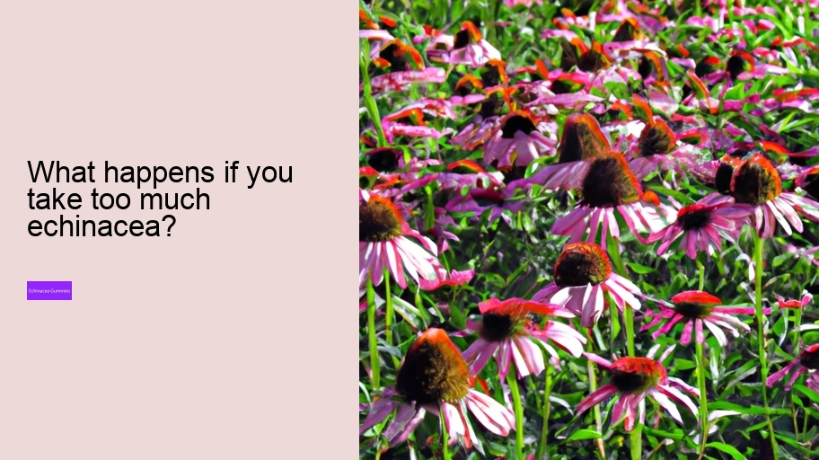 What happens if you take too much echinacea?