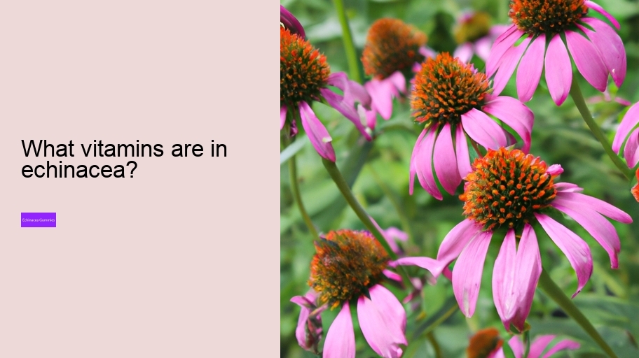 What vitamins are in echinacea?