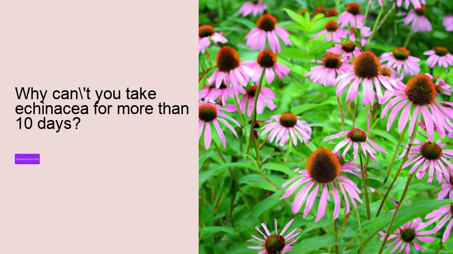 Why can't you take echinacea for more than 10 days?