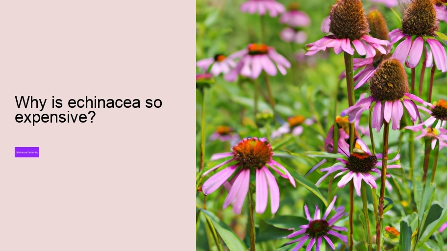 Why is echinacea so expensive?