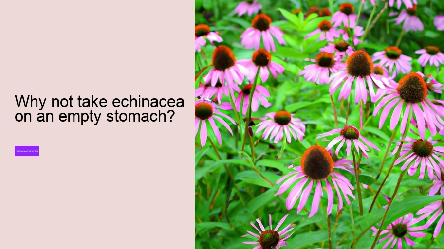 Why not take echinacea on an empty stomach?