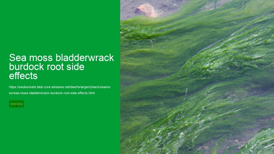 sea moss bladderwrack burdock root side effects