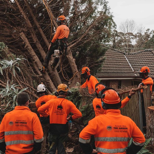 Inner West Tree Trimming