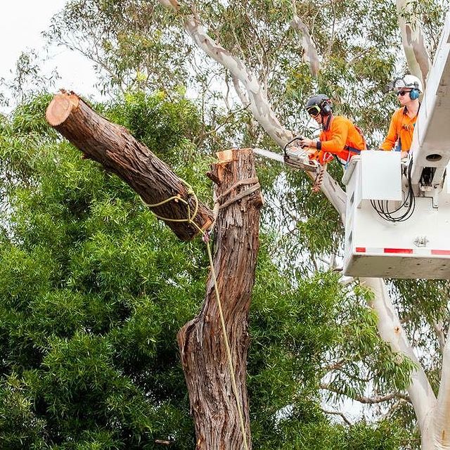 Tree Pruning Inner West