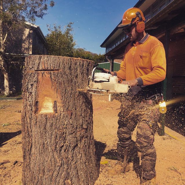 Tree Removal Inner West Sydney