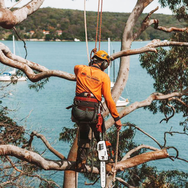 Tree Removal Inner West