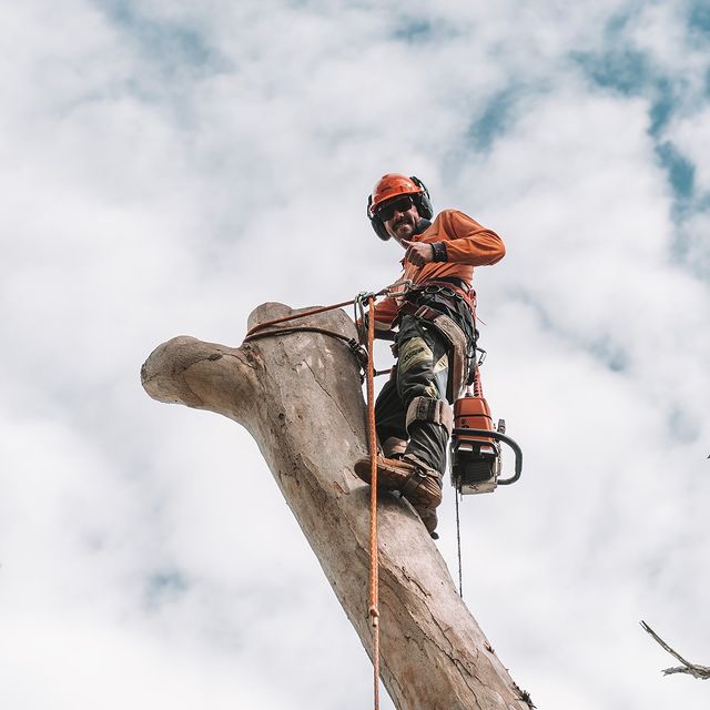 Inner West Tree Removal