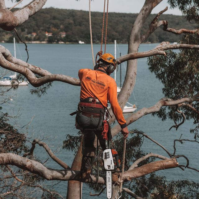 Arborist Inner West