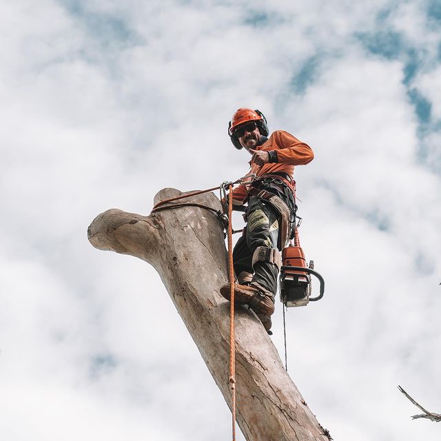 Tree Removal Inner West Sydney