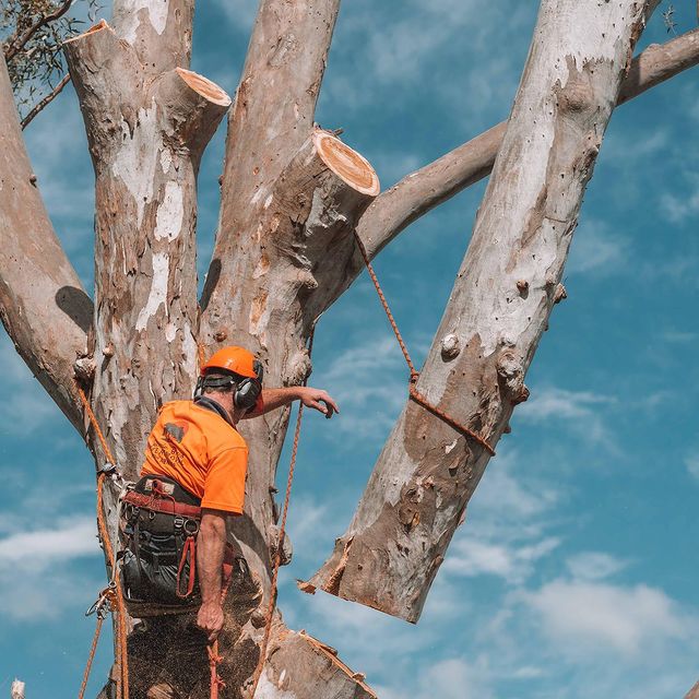 Stump Grinding Inner West