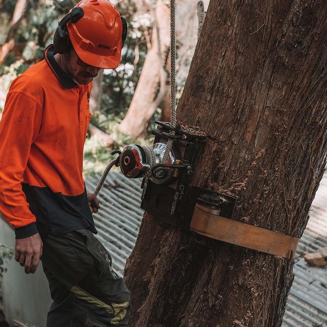 Tree Removal Inner West Council