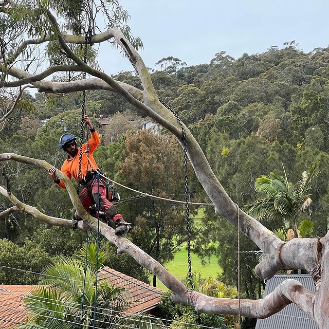 Arborist Sydney Inner West