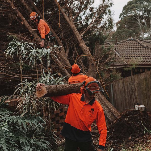 Tree Removal Inner West