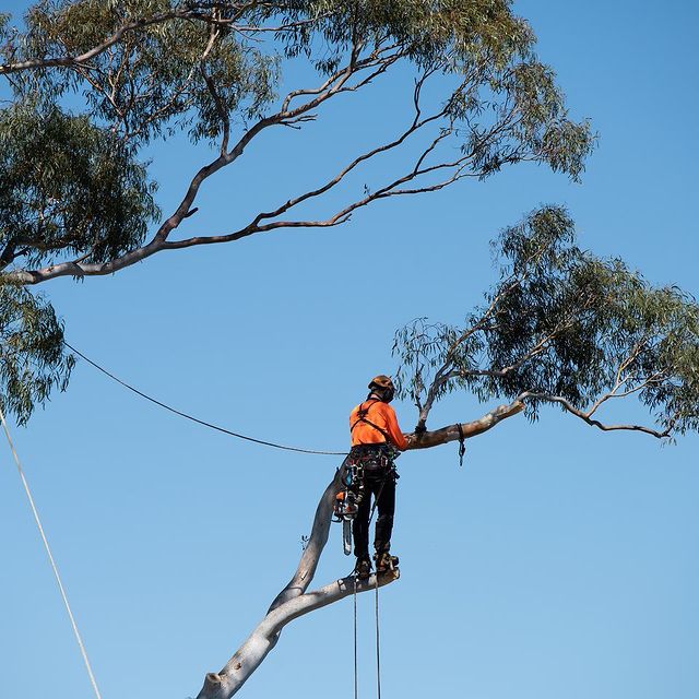 Tree Pruning Inner West