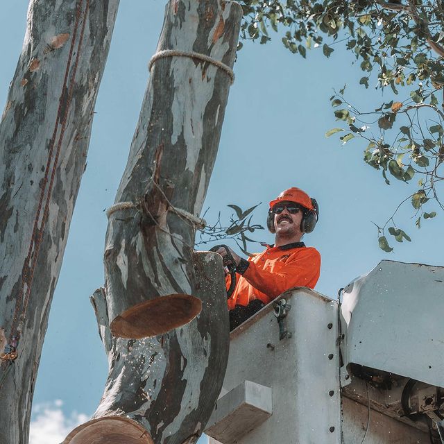 Tree Pruning Inner West